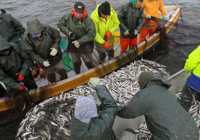 zalew wiślany, połów śledzi, pawel kozioł, Lokalna Grupa Rybacka Zalew Wiślany