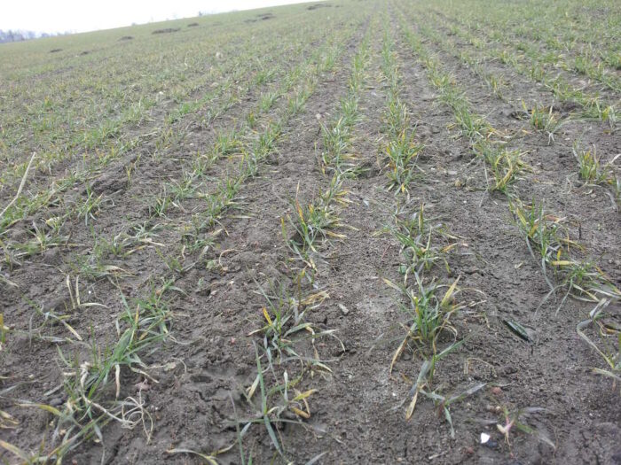 zboża, jesień, plantacja