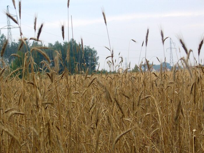 krir, zboze z ukrainy, kontyngent bezcłowy dla ukrainy, asf, neonikotynoidy