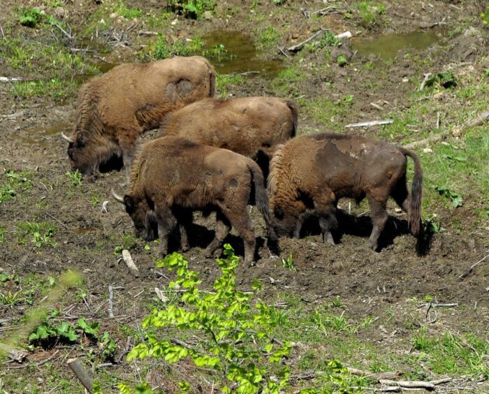 żubr, puszcza białowieska, lasy państwowe, fundusz leśny, Białowieski Park Narodowy, dzierżawa łąk dla żubrów