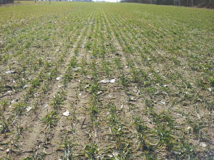 żyto, pole, rośliny, chwasty