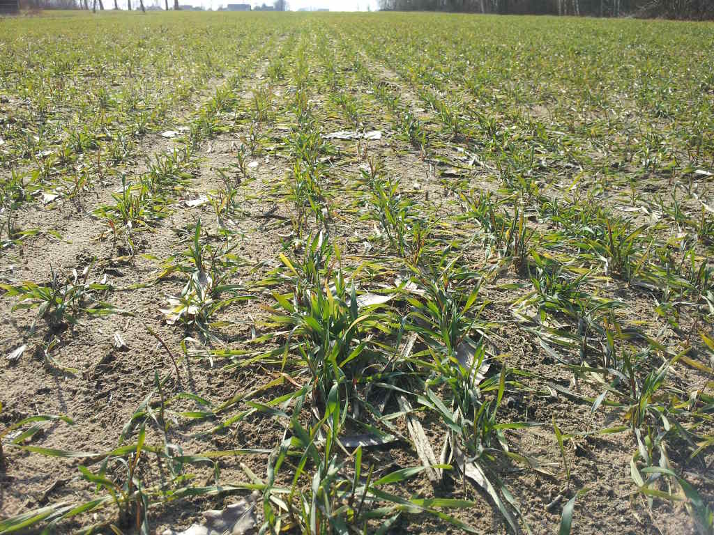 żyto, rośliny, pole, niebo