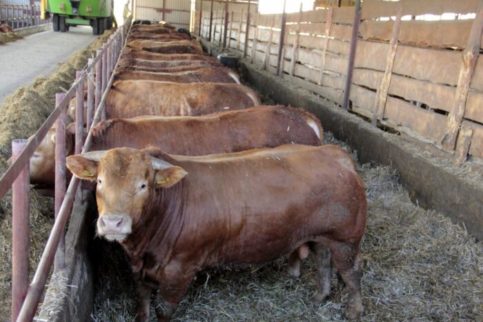 wołowina, rynek mięsa, ceny wołowiny, bydło, eksport wołowiny