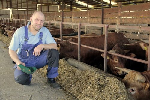 opas bydła, limousine, bydło mięsne