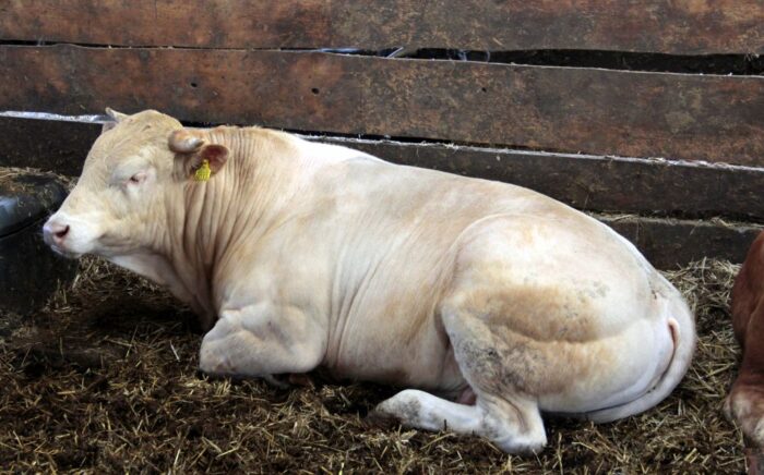 opas bydła, limousine, bydło mięsne