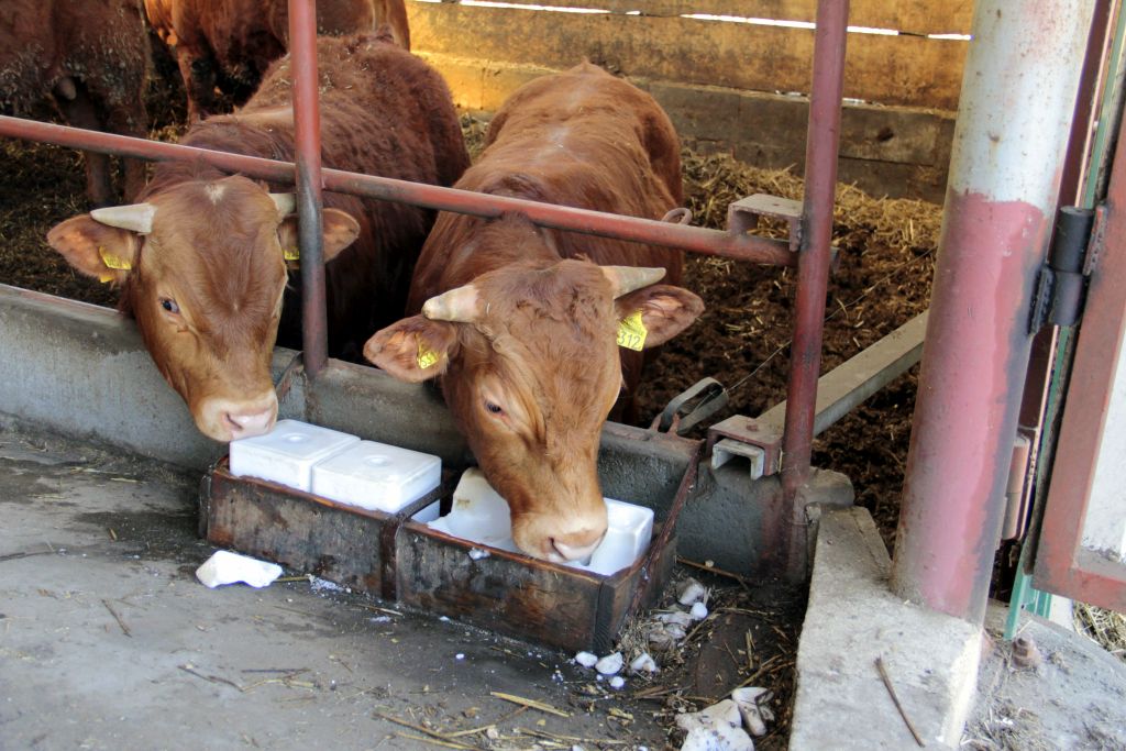 opas bydła, limousine, bydło mięsne