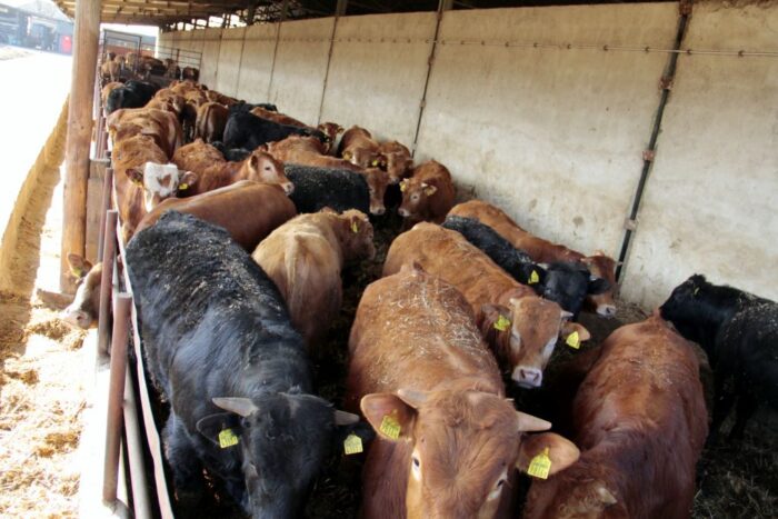 wołowina, mięso wołowe, ceny wołowiny, bydło mięsne