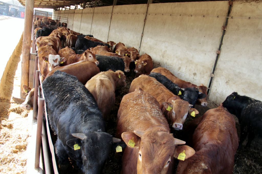 wołowina, mięso wołowe, ceny wołowiny, bydło mięsne