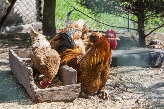 drób, eksport drobiu, handel mięsem, ptasia grypa, mięso, handel mięsem, agencja rynku rolnego, arr