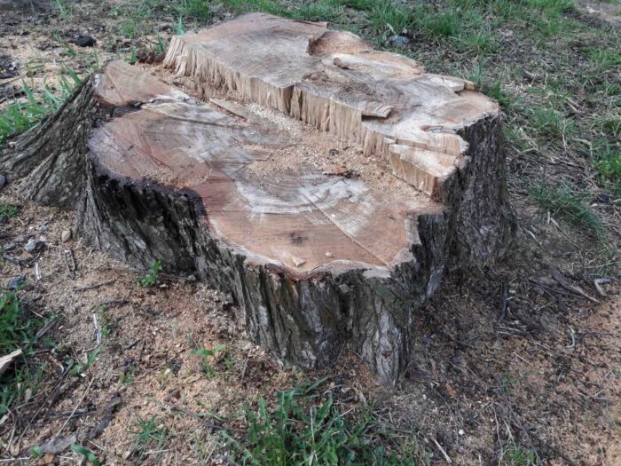 Sejm, prawo, przepisy, wycinka drzew, możliwość wycinki drzew, wycinka drzewa na podwórku, ministerstwo środowiska