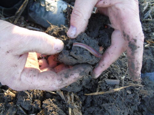 gleba, dżdżownice, Wiesław Gryn