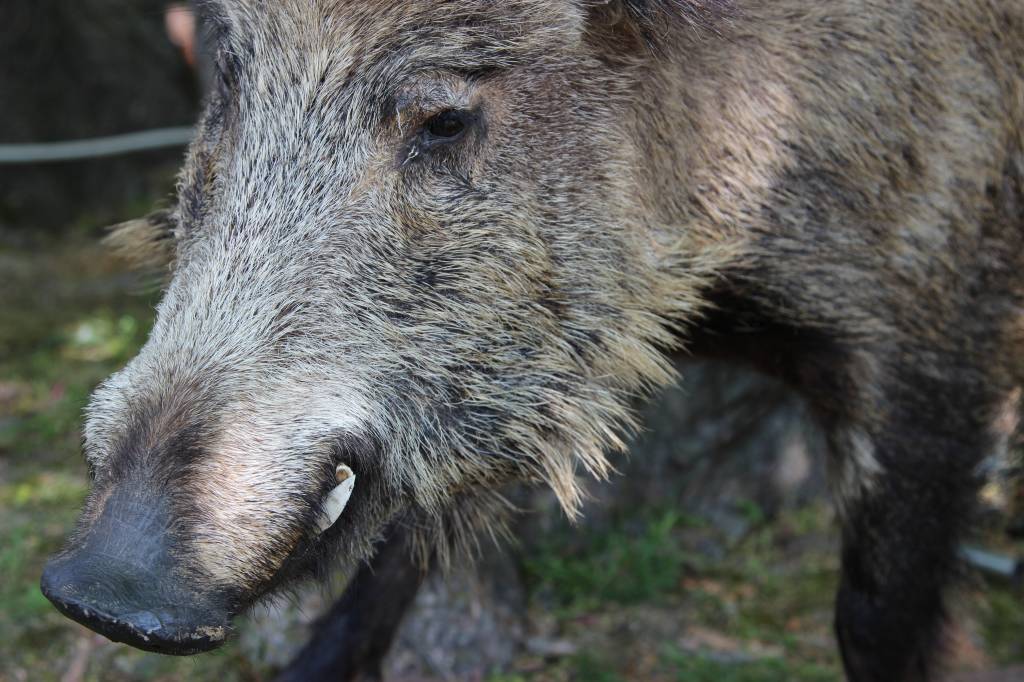 szkody, rolnicy, straty, prawo, przepisy, Prawo łowieckie, PIR, protest