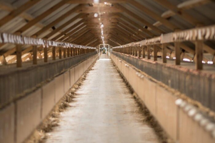 Polski Związek Hodowców Zwierząt Futerkowych, zwierzęta futerkowe, norki amerykańskie, lisy