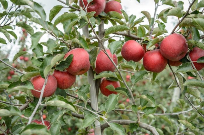 jabłka, ceny jabłek, produkcja jabłek, Towarzystwo Rozwoju Sadów Karłowatych, sadownictwo