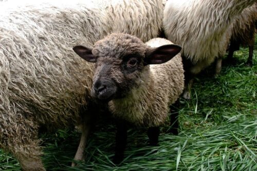 jagnięcina, hodowcy owiec, podhale, eksport jagnięciny, Małopolska Izba Rolnicza, krir