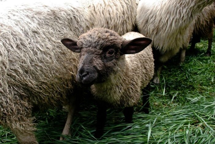 jagnięcina, hodowcy owiec, podhale, eksport jagnięciny, Małopolska Izba Rolnicza, krir