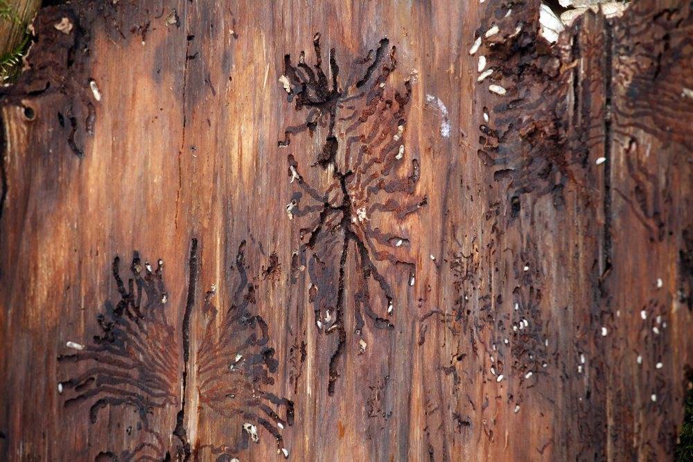 kornik drukarz, Puszcza Białowieska, wycinka drzew w Puszczy Białowieskiej, drzewa