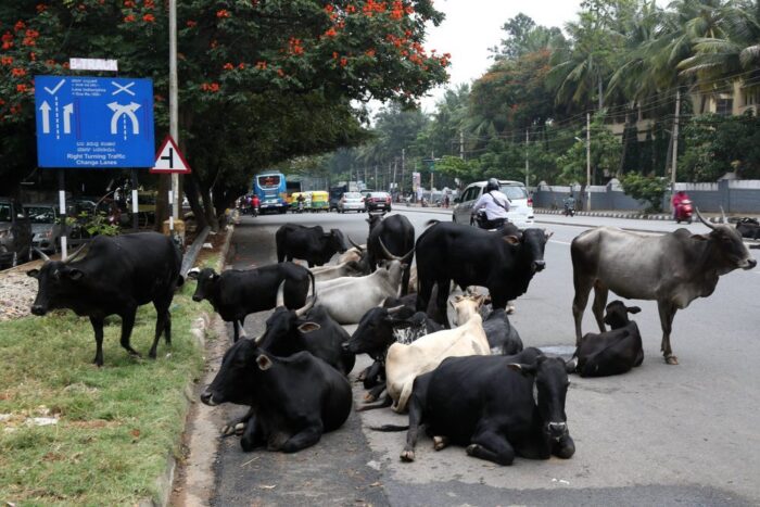 indie, krowy, ubój krów, kara za ubój krów, bydło, wołowina, Gudżarat