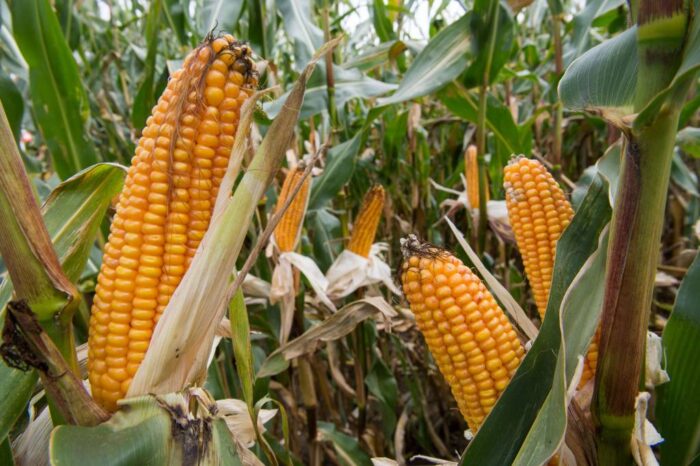 kukurydza