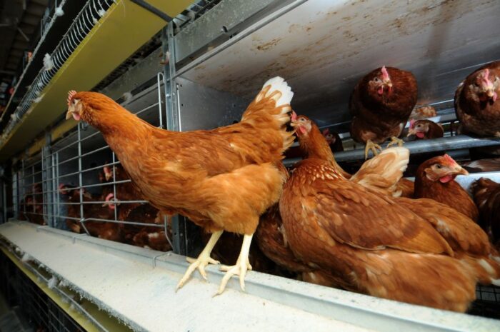 drób, eksport drobiu, handel mięsem, mięso kurcząt, gęsina, mięso kaczek, indyki