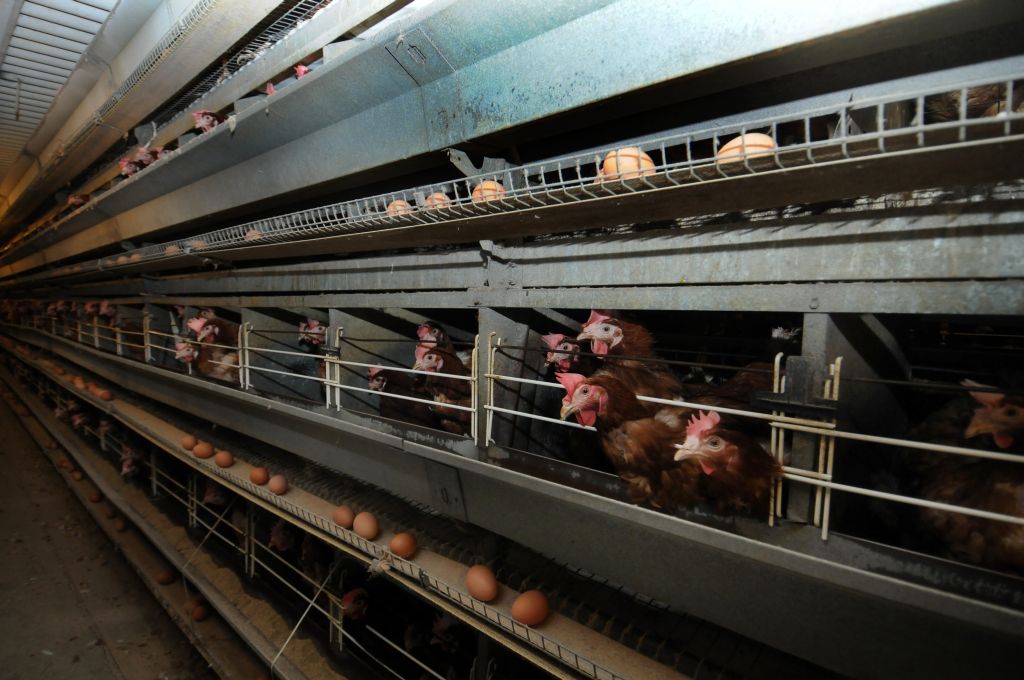 jaja, jaja spożywcze, eksport jaj, import jaj, ceny jaj, produkcja jaj