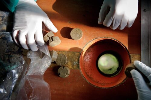 szczepienie lisów, szczepionki, lisy, śląsk, Śląski Wojewódzki Inspektorat Weterynarii, populacja lisów