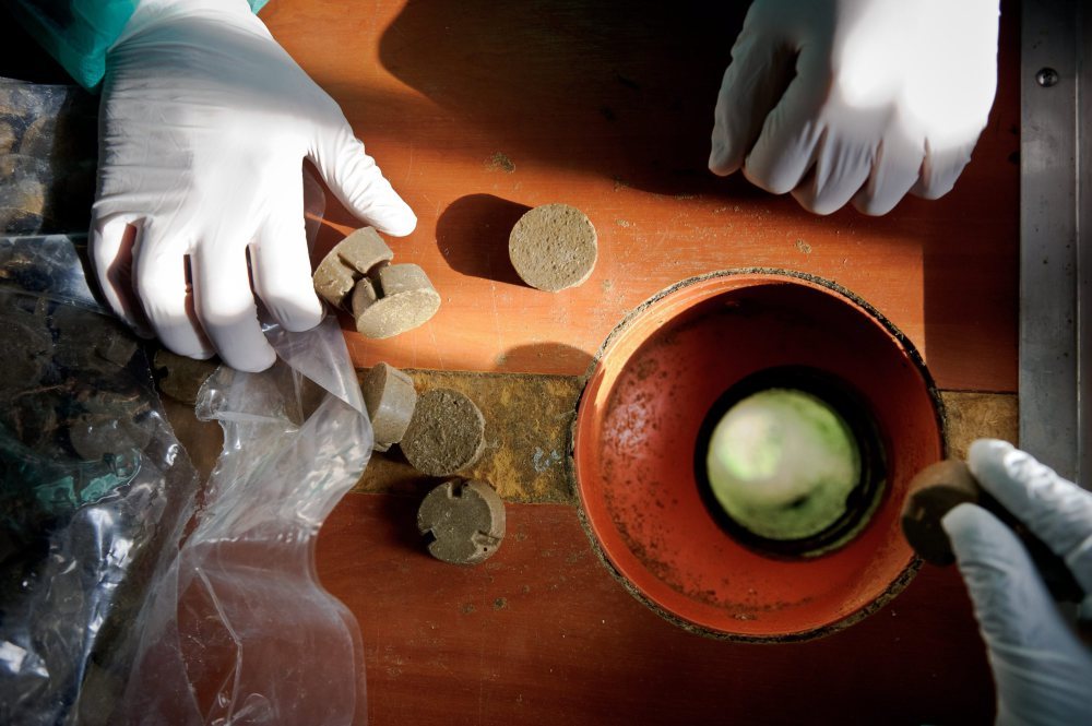 szczepienie lisów, szczepionki, lisy, śląsk, Śląski Wojewódzki Inspektorat Weterynarii, populacja lisów