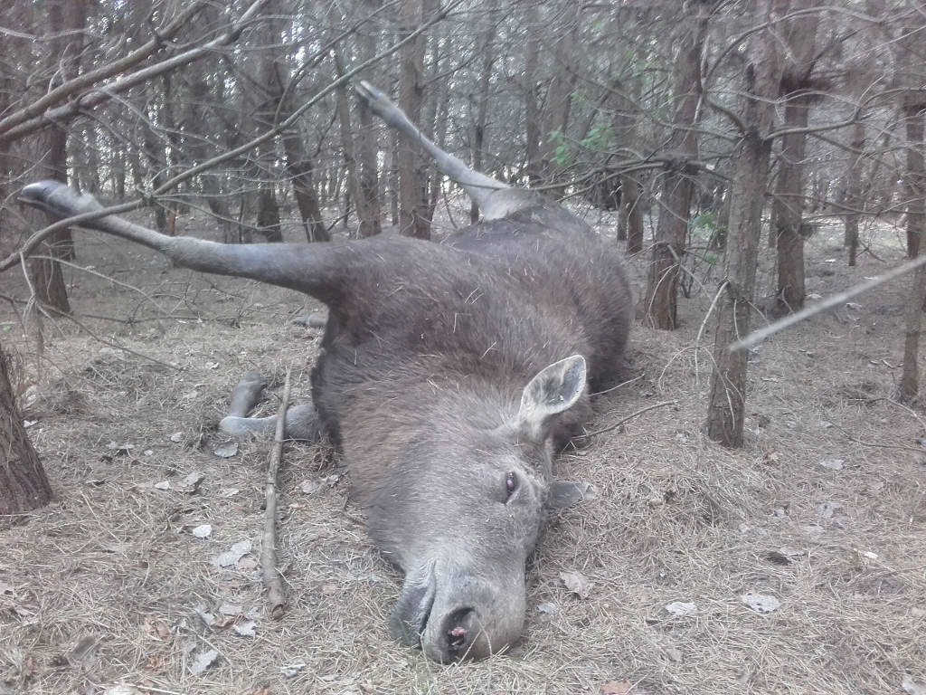 padły łoś