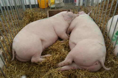 bydło mięsne, mleko, trzoda chlewna, wołowina