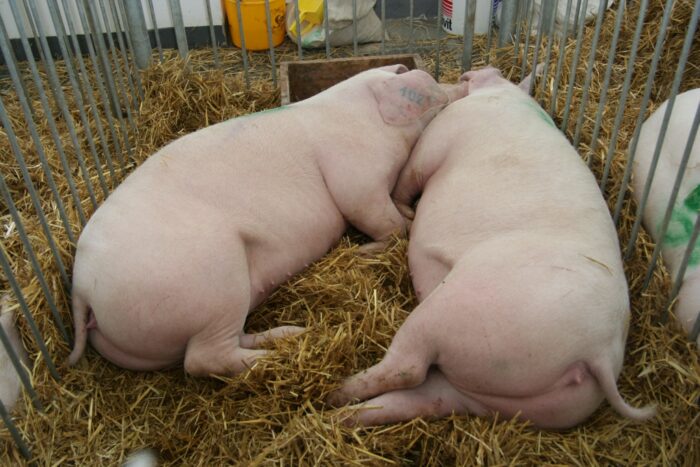 bydło mięsne, mleko, trzoda chlewna, wołowina