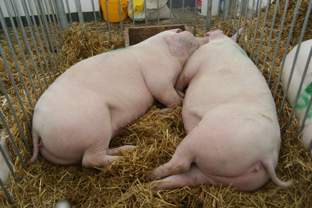 bydło mięsne, mleko, trzoda chlewna, wołowina