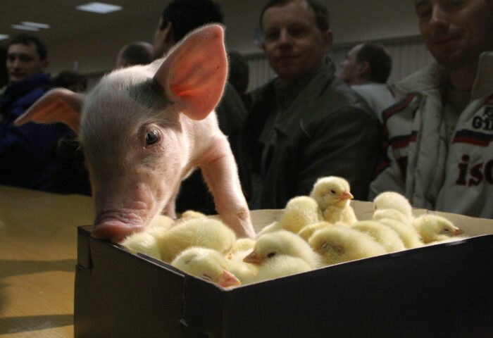 branża mięsna, eksport mięsa, mięso, drób, wołowina, wieprzowina