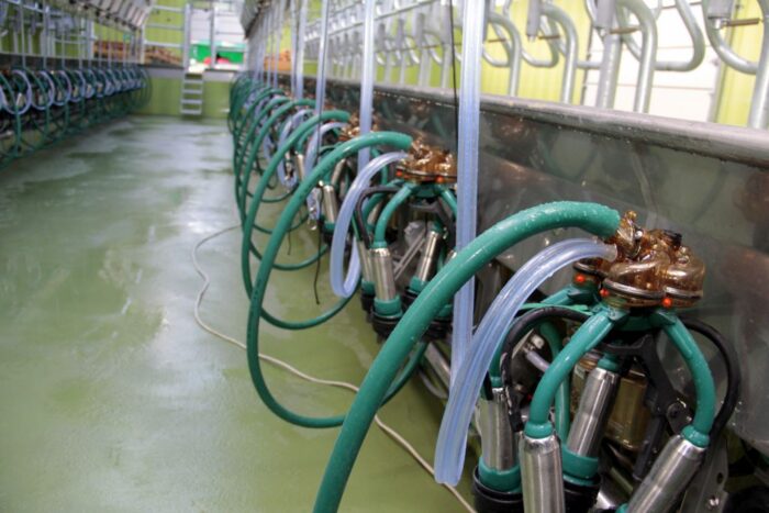 otwarcie obory, GEA, bydło mleczne