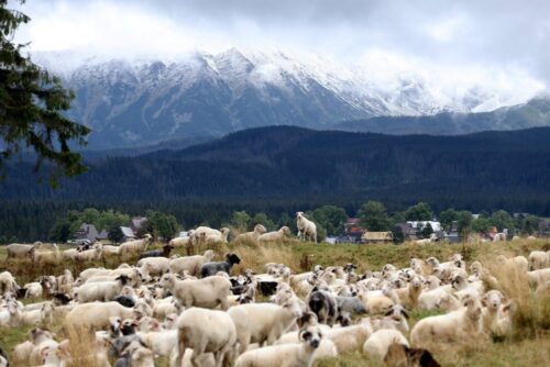 jagnięta, hodowla owiec, podhale, owce, interwencyjny skup jagniąt, włochy, jagnięcina