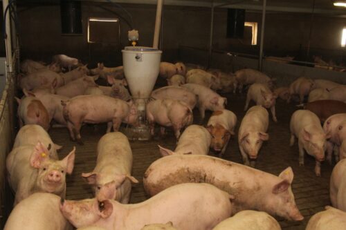 tuczniki, gobarto, janina poczta, warchlaki