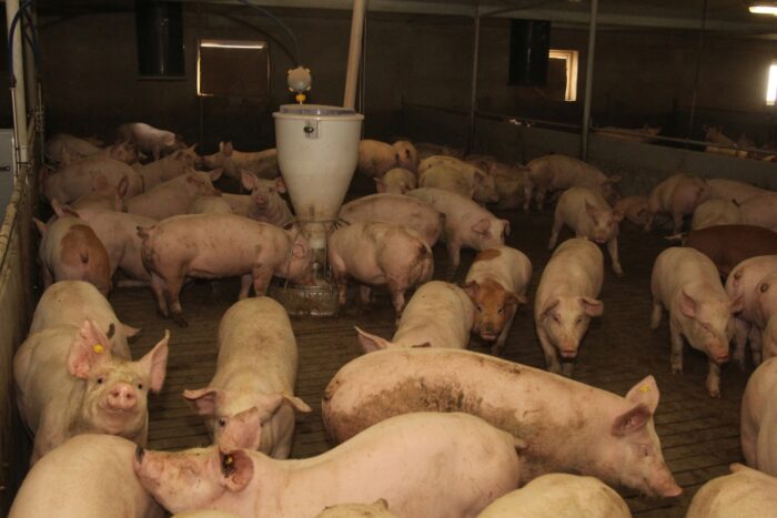 tuczniki, gobarto, janina poczta, warchlaki