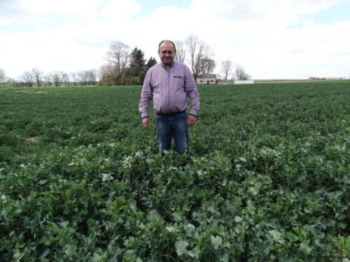 rzepak, pole, Sahryń, przymrozek, Witold Ferens