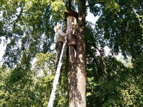 pszczelarstwo, bartnictwo, pszczoły, owady zapylające, pszczelarstwo leśne, sggw