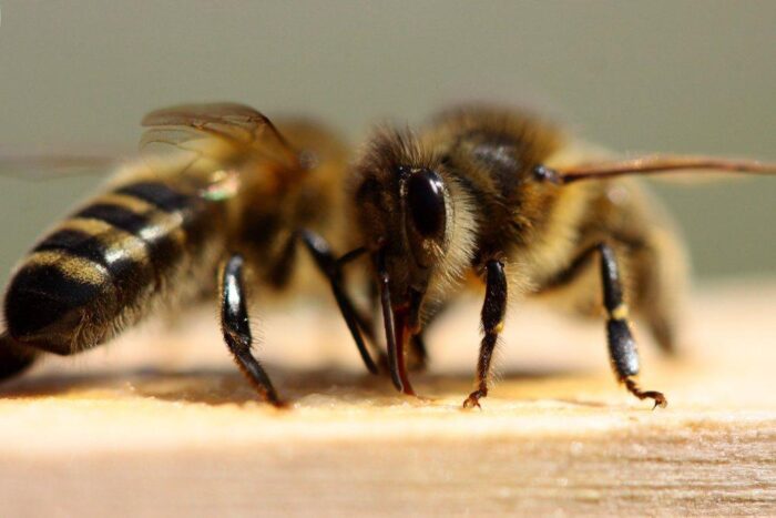 pszczoły, owady, pestycydy, naukowcy, miód, pyłek, USA, Europa