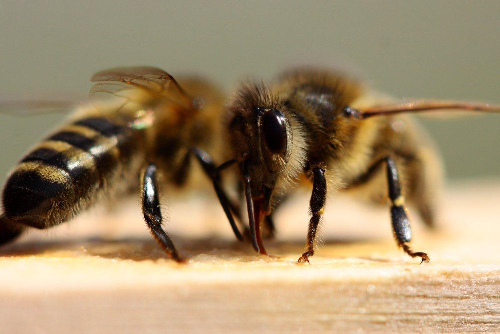 pszczoły, owady, pestycydy, naukowcy, miód, pyłek, USA, Europa