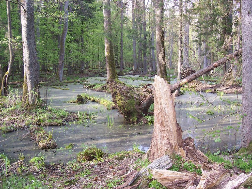 Puszcza Białowieska, ministrer środowiska, wycinka drzew, puszcza