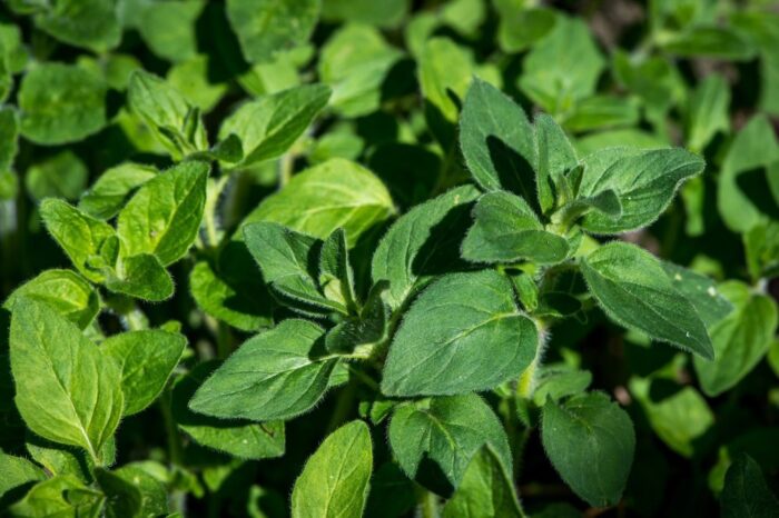 rośliny lecznicze, album o roślinach leczniczych, Muzeum Rolnictwa w Ciechanowcu, Podlasie