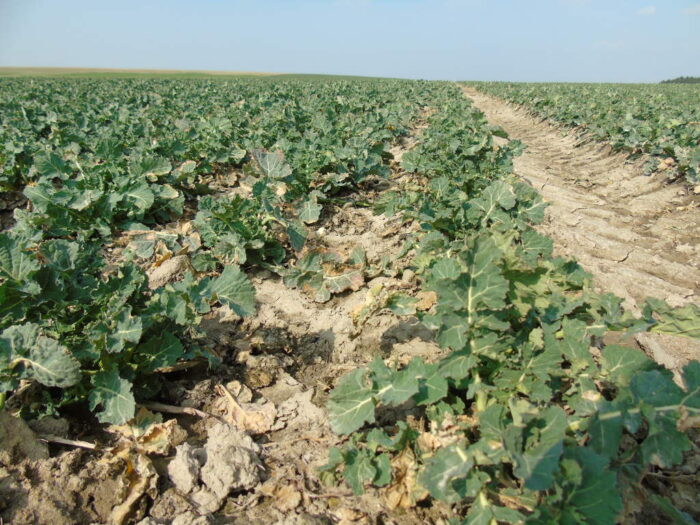 areał rzepaku, przezimowanie rzepaku, kondycja rzepaku ozimego, chowacze w rzepaku, Juliusz Młodecki, ochrona rzepaku