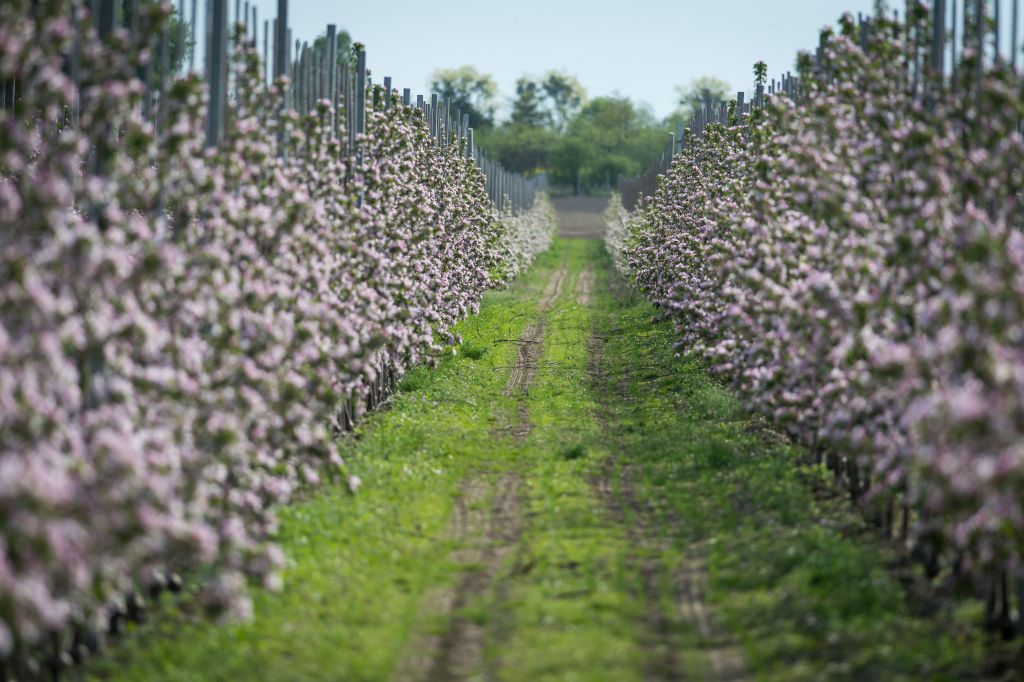 sadownictwo, kwitnienie drzew i krzewów, ceny jabłek, bronisze, małgorzata skoczewska