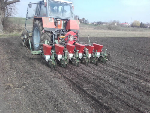 buraki cukrowe, siew, termin siewu, głębokość siewu, gęstość siewu, staranność siewu, jednostka siewna