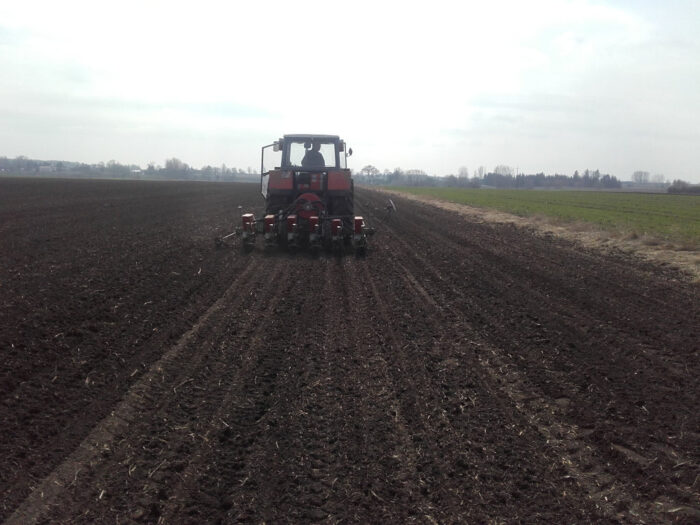 buraki cukrowe, siew, termin siewu, głębokość siewu, gęstość siewu, staranność siewu, jednostka siewna