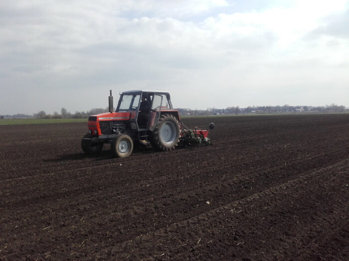 buraki cukrowe, siew, termin siewu, głębokość siewu, gęstość siewu, staranność siewu, jednostka siewna