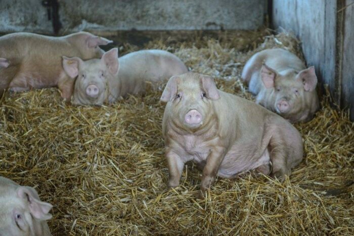 trzoda chlewna, świnie, eksport świń, ARR, prognozy dotyczące trzody chlewnej