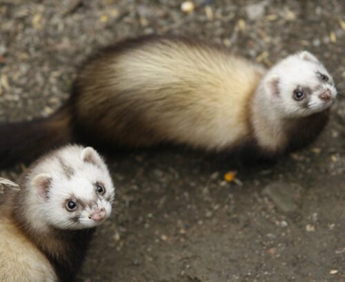Polski Związek Hodowców Zwierząt Futerkowych, zwierzęta futerkowe, norki amerykańskie, lisy
