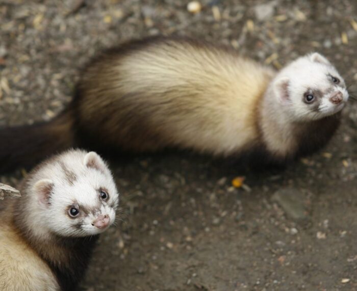 Polski Związek Hodowców Zwierząt Futerkowych, zwierzęta futerkowe, norki amerykańskie, lisy